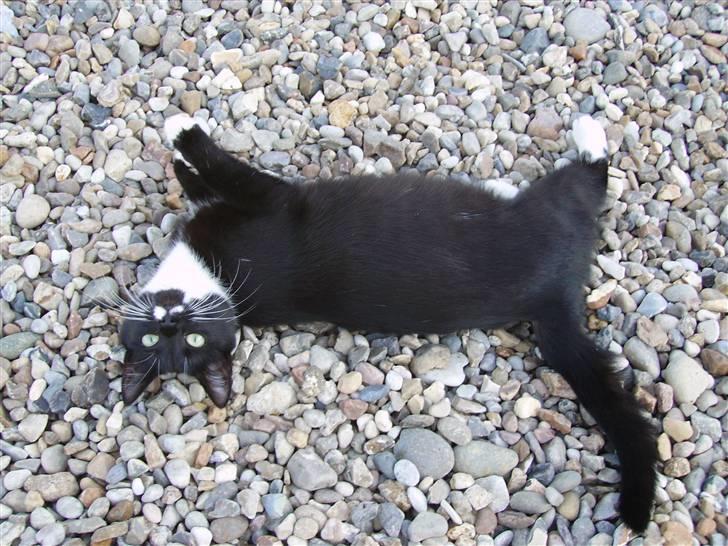 Huskat Mille - Er jeg ikke sød når jeg ligger her i gården? billede 13