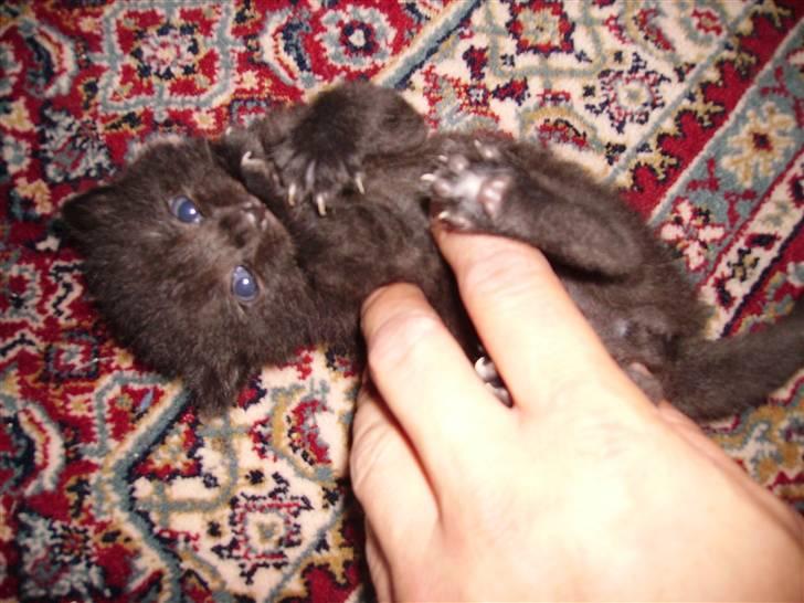 Huskat Plet billede 9