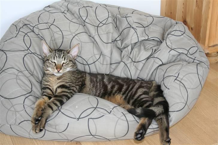 Huskat Tristan - At flyde ud:-) billede 12