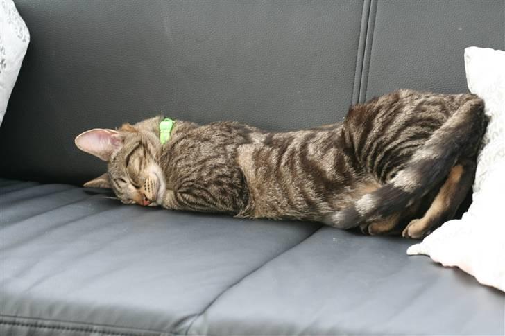 Huskat Tristan - Hmm ja sådan kan man vel også sove... billede 13