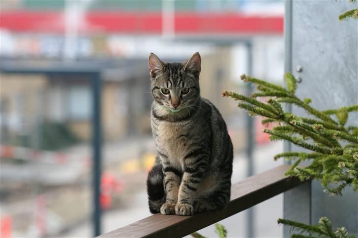 Huskat Tristan - Man får dårlige nerver af den kat... billede 14