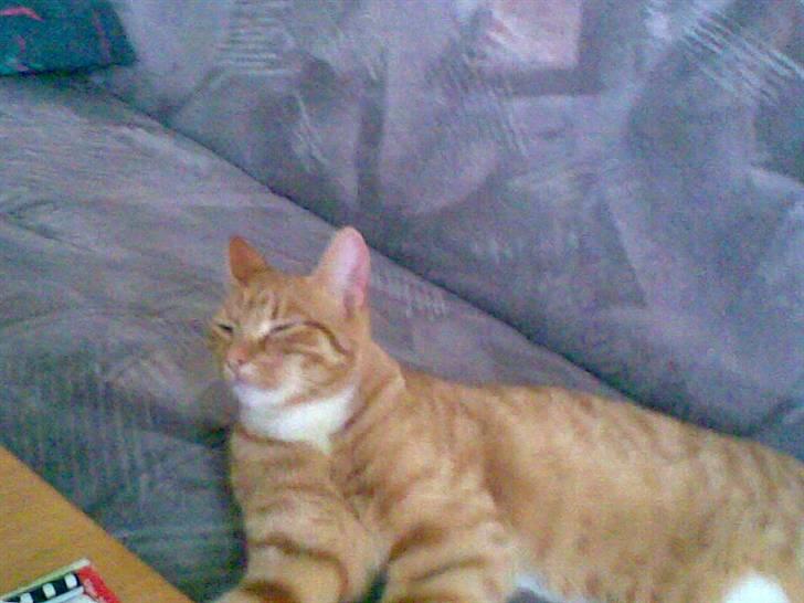 Huskat Mikkel (musse) aflivet  billede 11