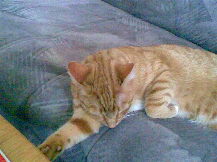 Huskat Mikkel (musse) aflivet  billede 12