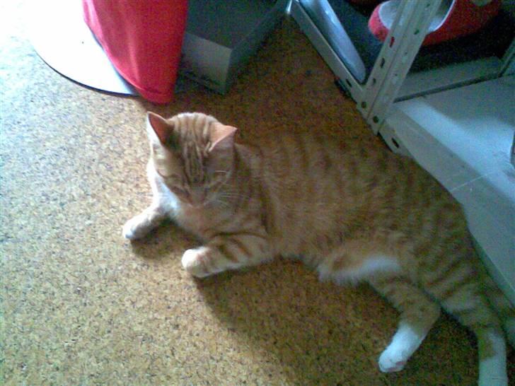 Huskat Mikkel (musse) aflivet  billede 13