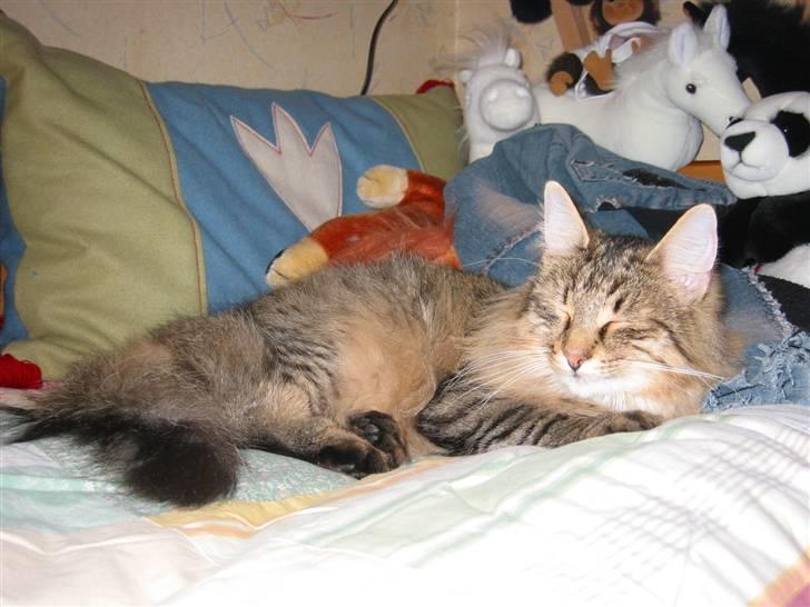 Norsk Skovkat Oskar <3 - i min seng <3 billede 2