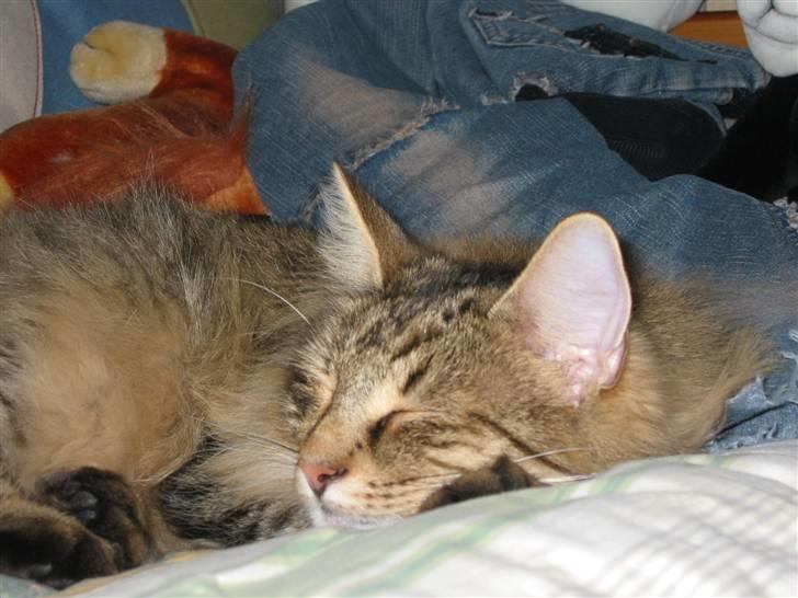 Norsk Skovkat Oskar <3 - Igen <3 billede 3