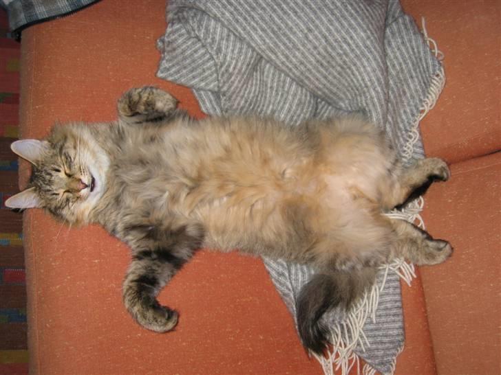 Norsk Skovkat Oskar <3 - Han ligger altid sådan (: billede 4