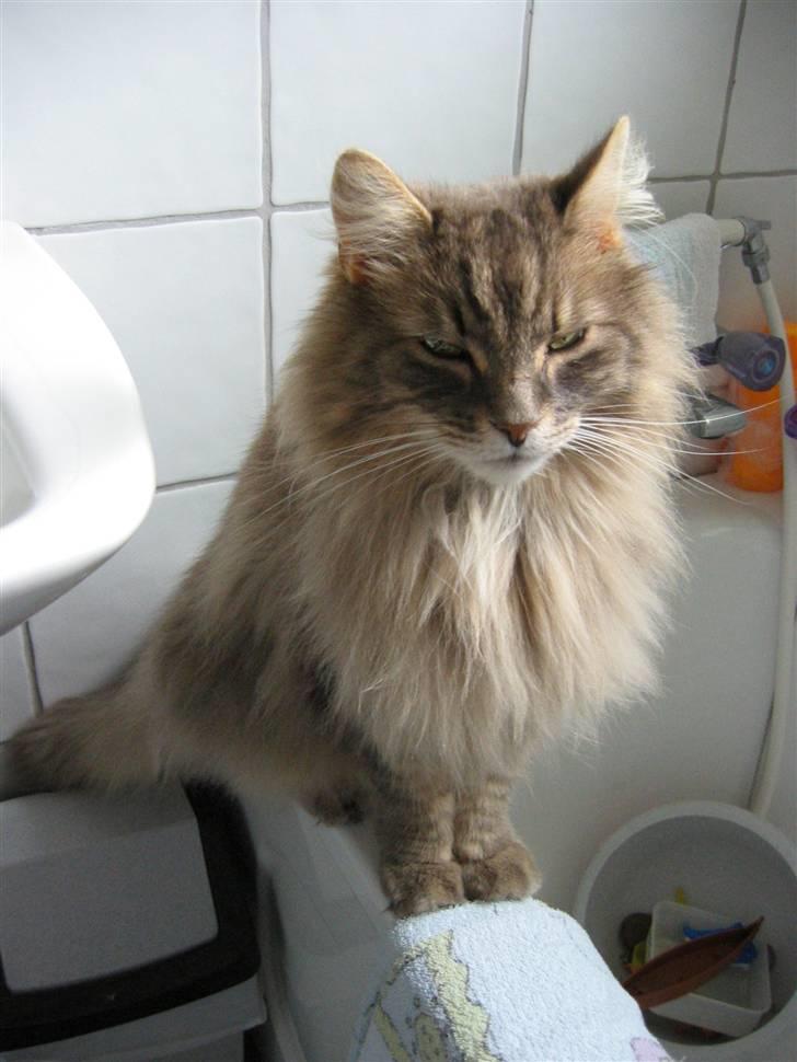 Norsk Skovkat Oskar <3 - På badeværelset . billede 5