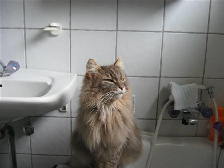 Norsk Skovkat Oskar <3 - Igen <3 billede 6