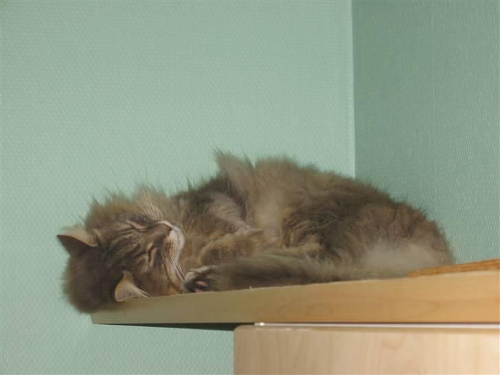 Norsk Skovkat Oskar <3 - I bryggerset . Sagde jo han lå de mærkeligste steder :D billede 7