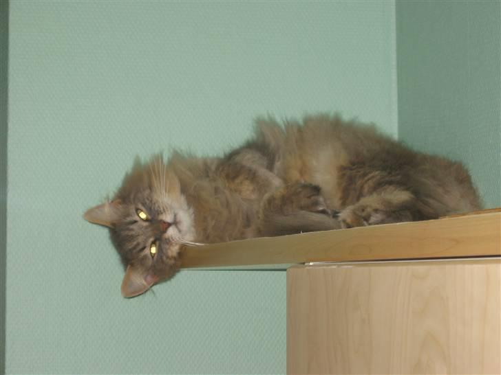 Norsk Skovkat Oskar <3 - Heeh . billede 8