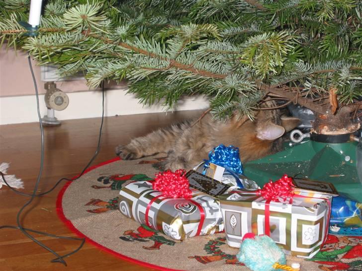 Norsk Skovkat Oskar <3 - Under juletræet . "Jeg synes nu at de der julekuler er meget sjove at lege med (:" billede 9