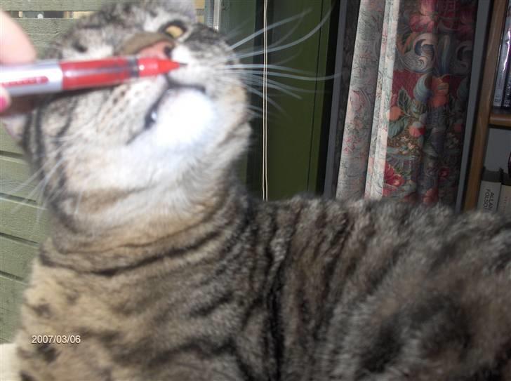 Huskat Zappa - Hvad er det for en jeg snuser lige til den den føles underlig øhm øhm  billede 8