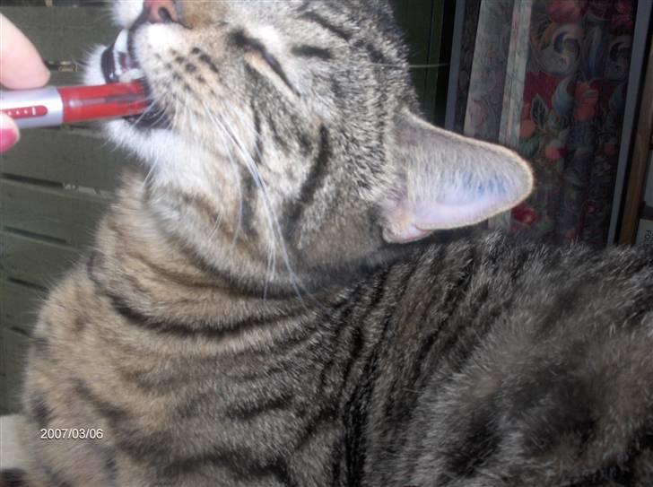 Huskat Zappa - Nu har jeg snust til den . Men jeg smager  lige på den Maiken den smager egentlig ikke særlig godt men den er dejlig at tykke i billede 9