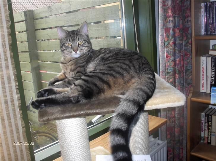 Huskat Zappa -  (-:Prøv lige at se hvor flot jeg er er jeg ikke bare flot???:-) billede 10