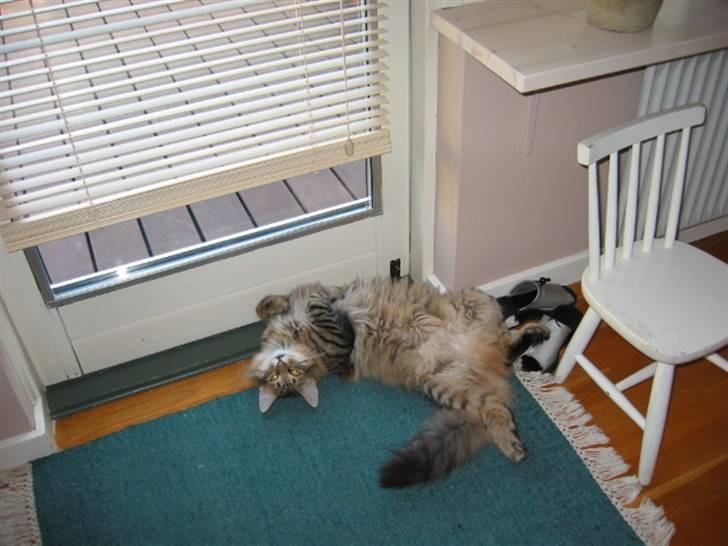 Norsk Skovkat Oskar <3 - Aaah <3 billede 10