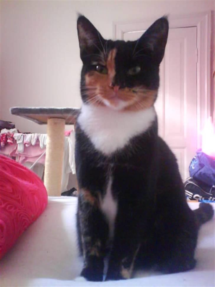 Huskat Scarface - Her kan i se grunden til mit navn! billede 1