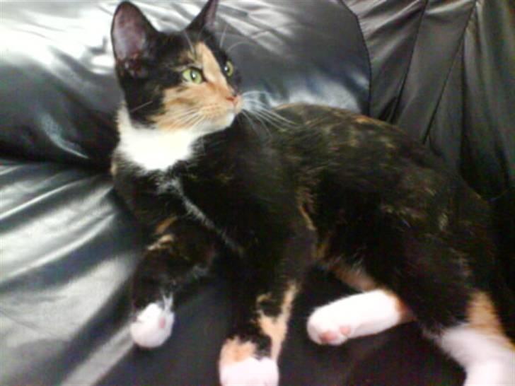 Huskat Scarface - Putter i sofaen! billede 3