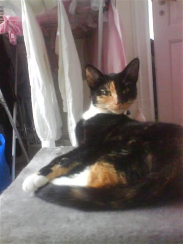 Huskat Scarface - Ligger på kradsetræet med vasketøj i baggrunden billede 4