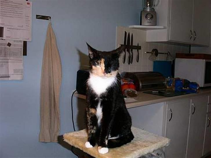 Huskat Scarface - Nyder livet! (hos Sanne A) billede 5