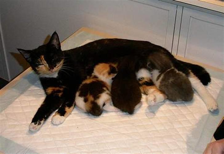 Huskat Scarface - Putter med killingerne (De er oprettet under Sanne A) billede 6