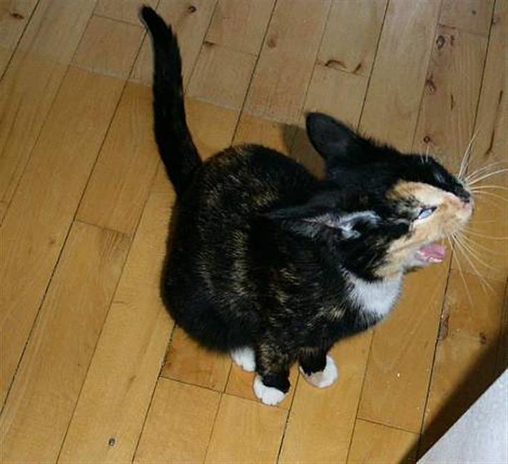 Huskat Scarface - Jep sådan gaber jeg! (og ser også sådan ud når man tigger og miauer) billede 7