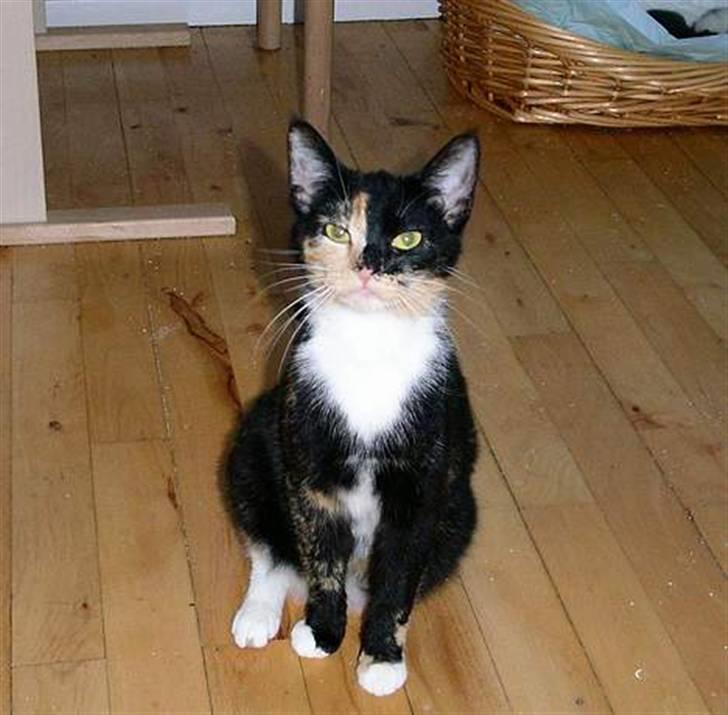 Huskat Scarface - Er jeg ikke fin nu?? billede 8