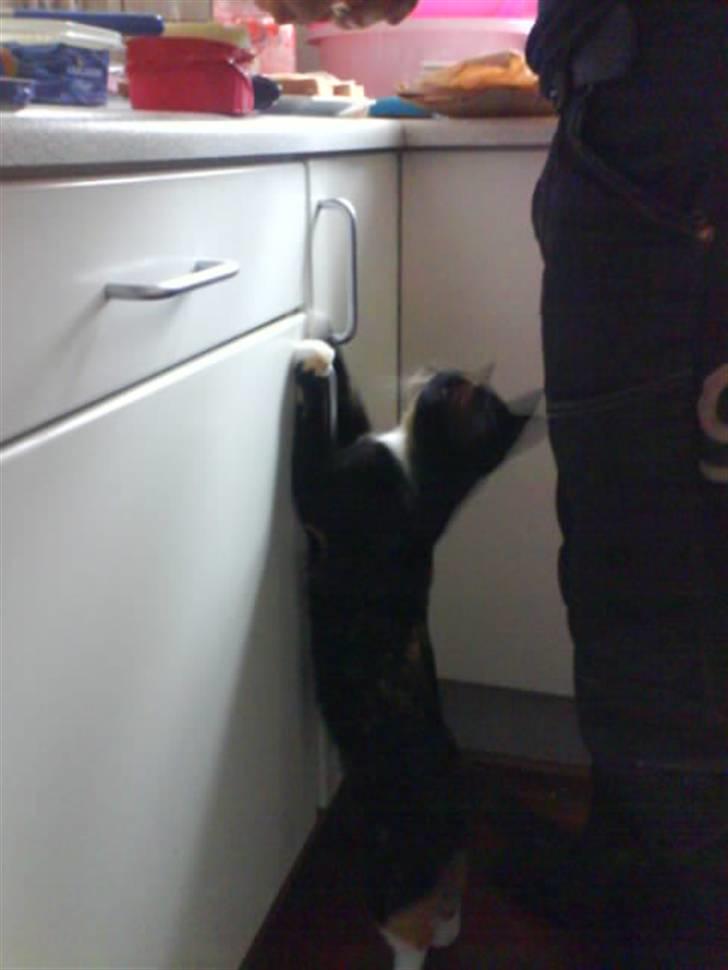 Huskat Scarface - Se hvor godt jeg kan tigge! billede 9