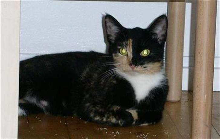 Huskat Scarface - Jeg putter lige for mig selv! billede 10