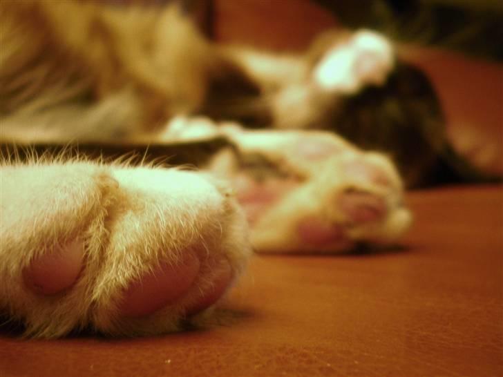 Blanding af racer  Oliver  billede 8