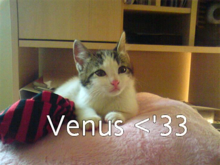 Blanding af racer Venus  - 1) Miin Lille Venus !  billede 1