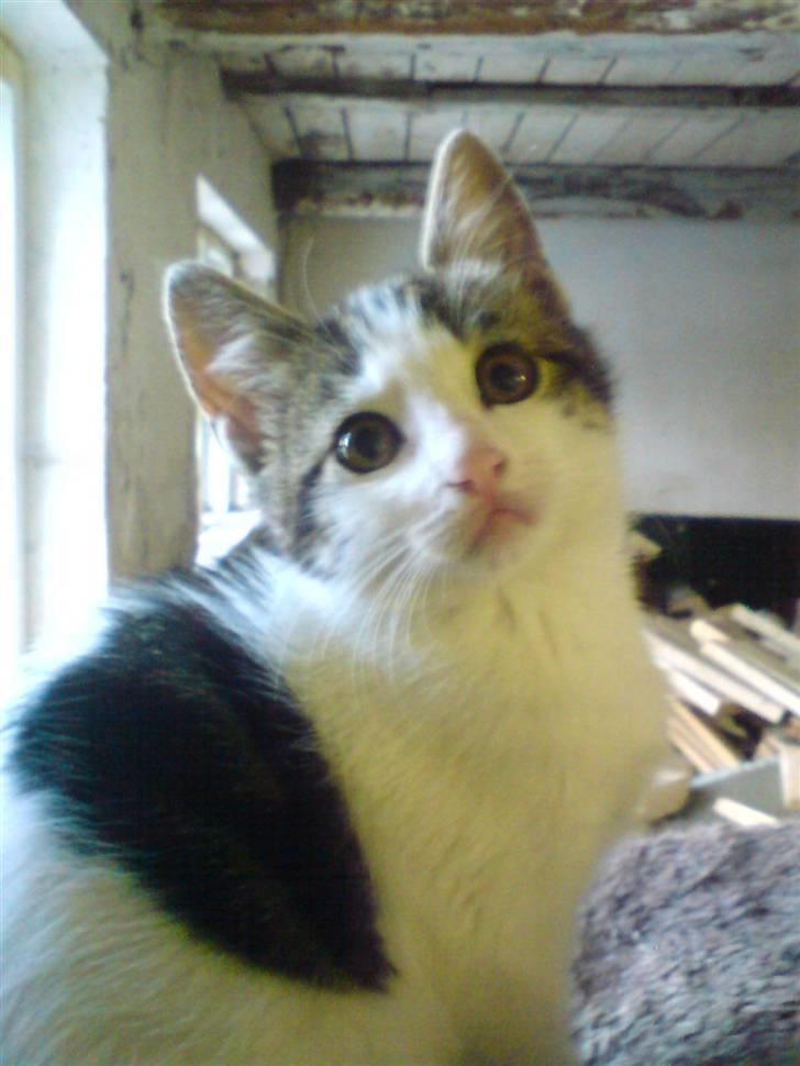 Blanding af racer Venus  - 2) billede 2