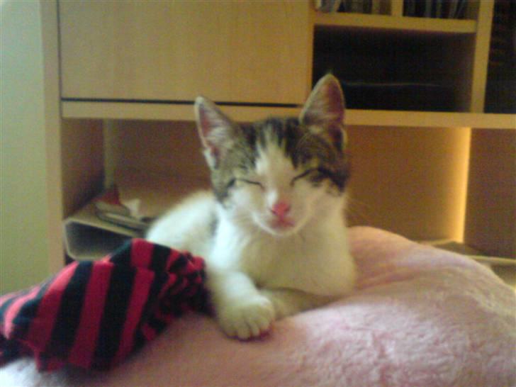 Blanding af racer Venus  - 3) billede 3