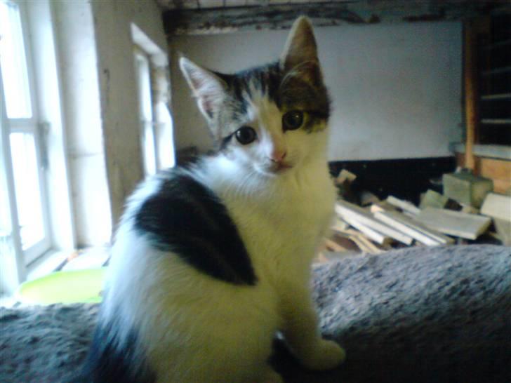 Blanding af racer Venus  - 4) billede 4