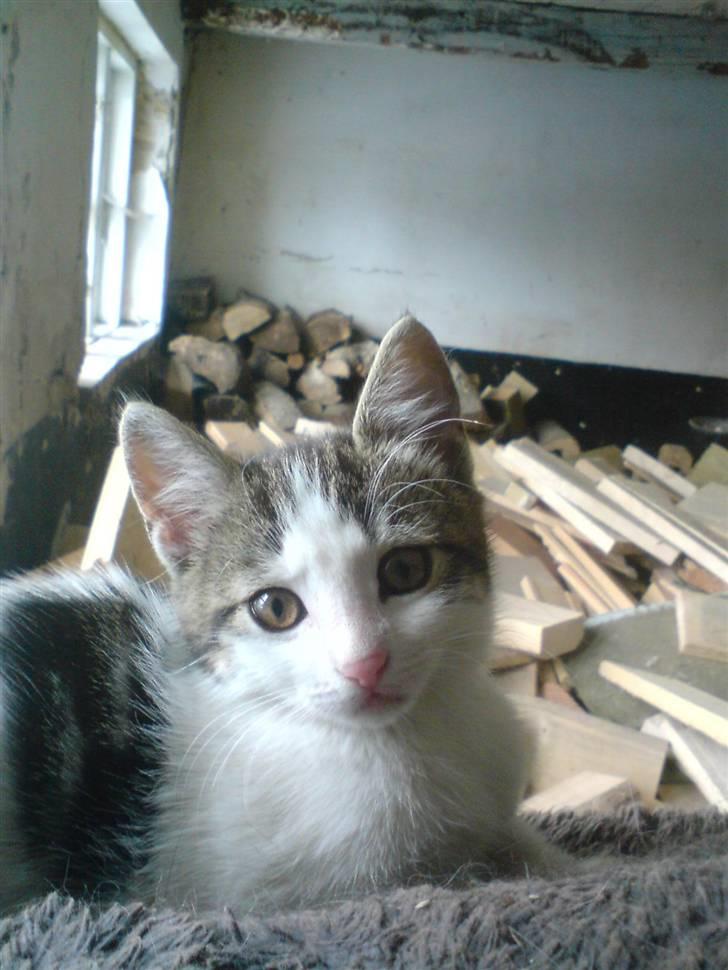 Blanding af racer Venus  - 5) billede 5