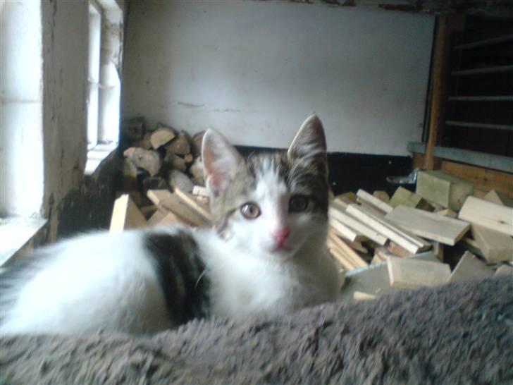 Blanding af racer Venus  - 6) billede 6