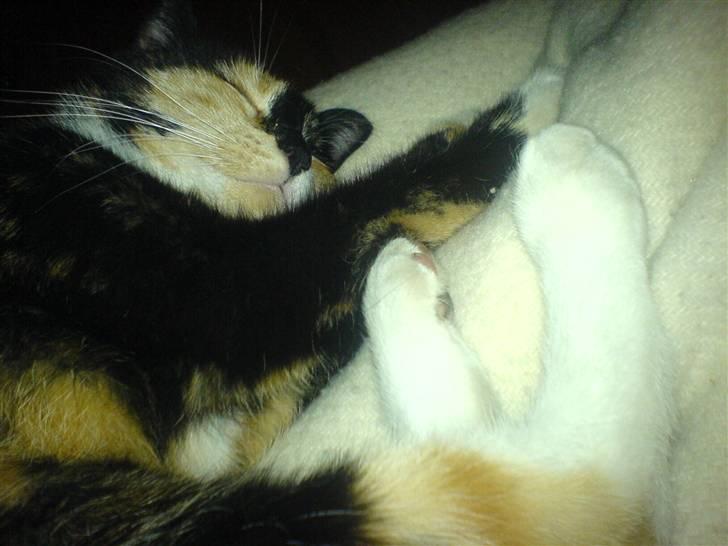 Huskat Albert <3 billede 1