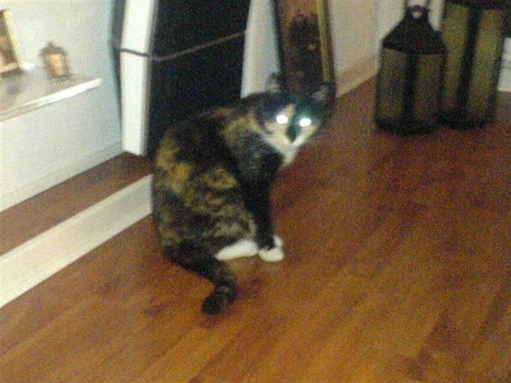 Huskat Albert <3 - Mis, men lyn i øjnene huhu billede 2