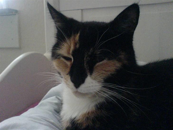 Huskat Albert <3 billede 3