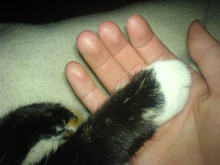 Huskat Albert <3 - kært :D billede 4