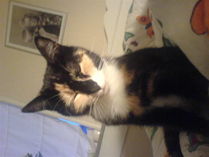 Huskat Albert <3 - i min Seng-  hun ser meget træt ud :) billede 5