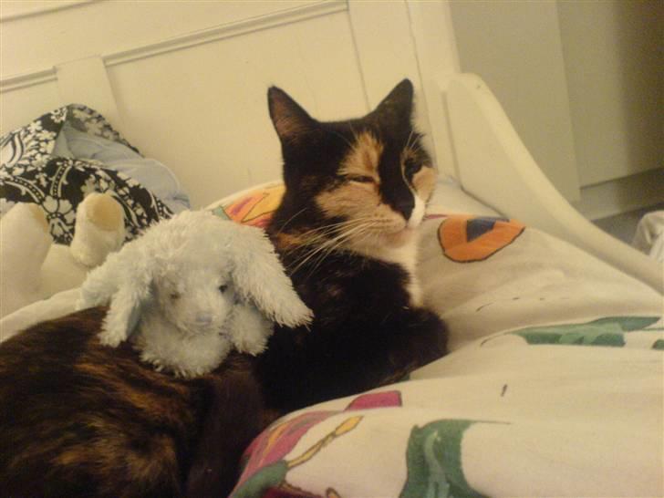 Huskat Albert <3 - Haha min prinsesse har fået sin egen bamse, nemlig Elvis! haha <3 billede 6