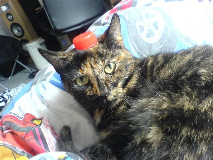 Huskat Amanda ( Mongo)<3 - Mongo med cola-låg på hovedet :p billede 1