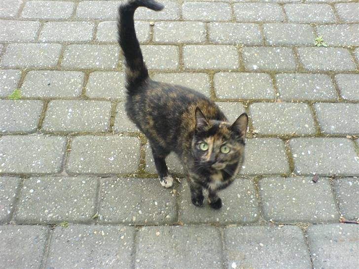 Huskat Amanda ( Mongo)<3 billede 2