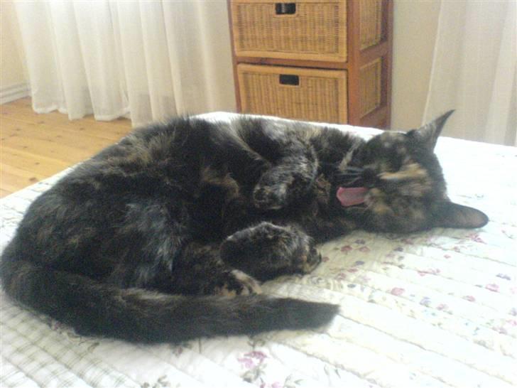 Huskat Amanda ( Mongo)<3 - Er du træt lille mongo ? billede 3