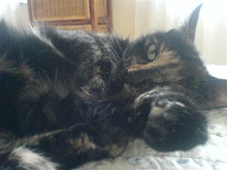 Huskat Amanda ( Mongo)<3 billede 4