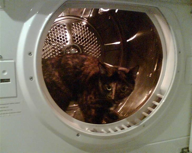 Huskat Amanda ( Mongo)<3 billede 5