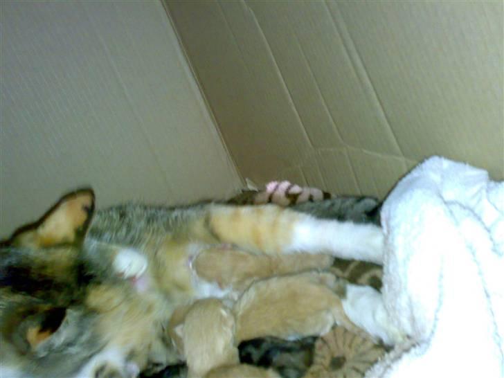 Huskat Missemor - Hun har lige fået killinger idag (den 28. juni) billede 10