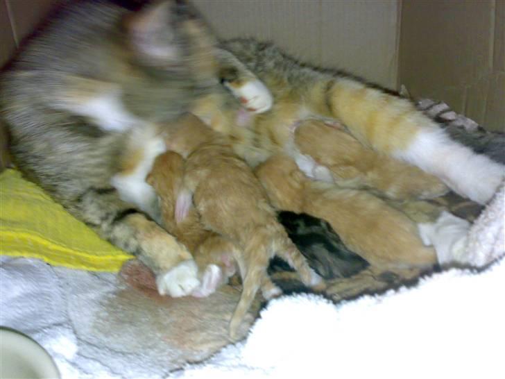 Huskat Missemor - 2 grå/plættet og rasten er orange tror der er 5 ialt billede 11