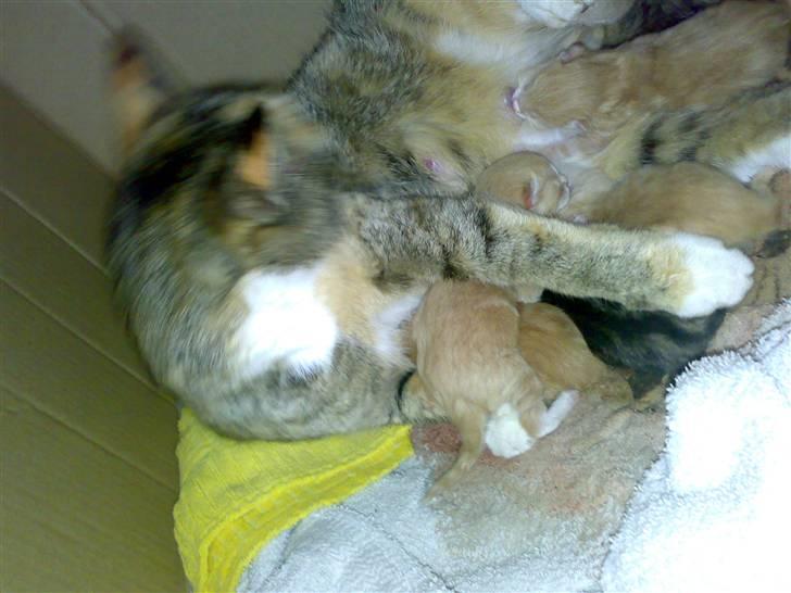 Huskat Missemor - Spise tid ! billede 12